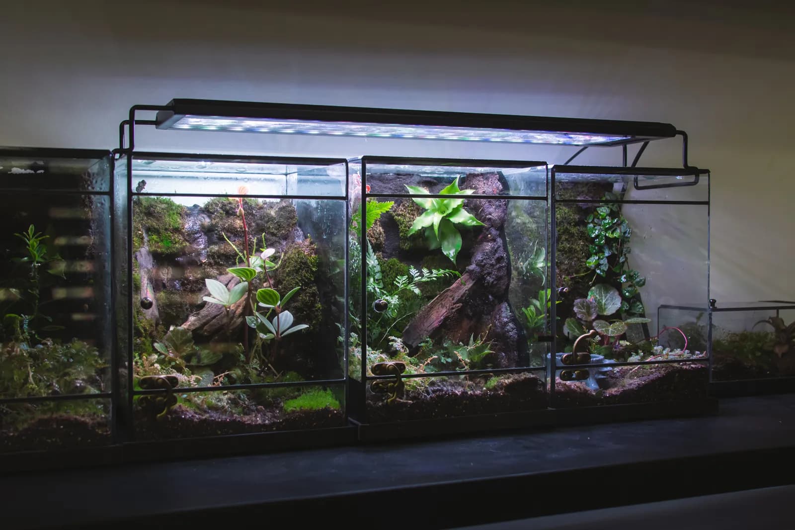 Xưởng Một Tán Rừng Vivarium tại Gò Vấp